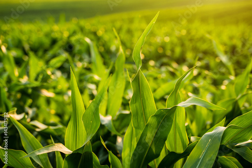 Close-up of green corn leaves glowing in warm light