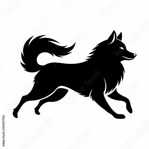 black and white horse
