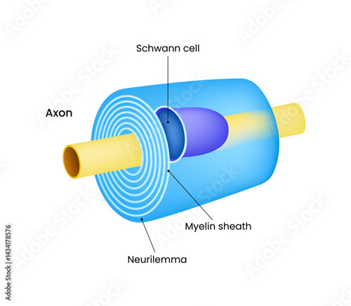 Myelinated Axon Structure and Function in Neural Transmission