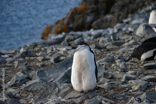 Chinstrap penguin