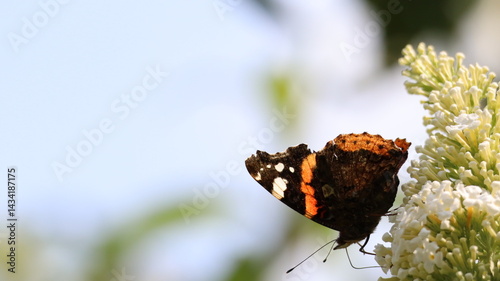 Red Admiral butterfly in a garden