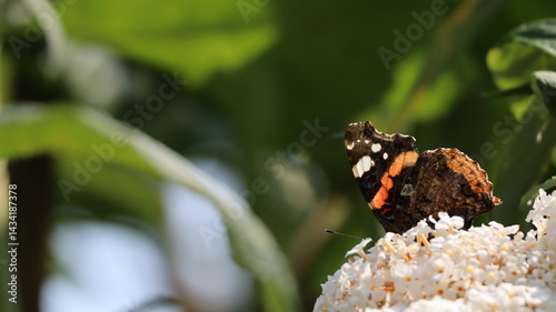 Red Admiral butterfly in a garden photo