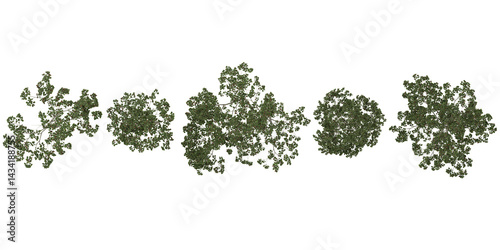 Collection of Alnus trees on transparent background from the top view