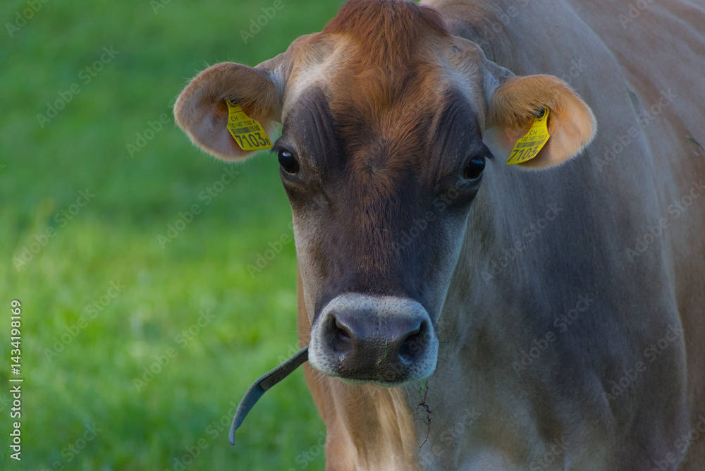 A charming portrait of a brown cow standing peacefully on a lush green Swiss pasture, embodying the serene beauty of rural life and agricultural harmony. A charming portrait of a brown cow standing peacefully on a lush green Swiss pasture, embodying the serene beauty of rural life and agricultural harmony.