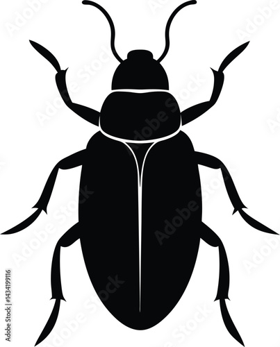 black beetle isolated on white background