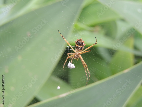 spider on a web