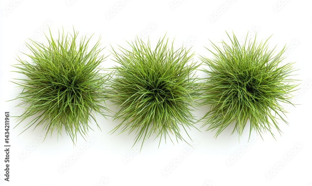Three green grass tufts in a row on a white background Three green grass tufts in a row on a white background