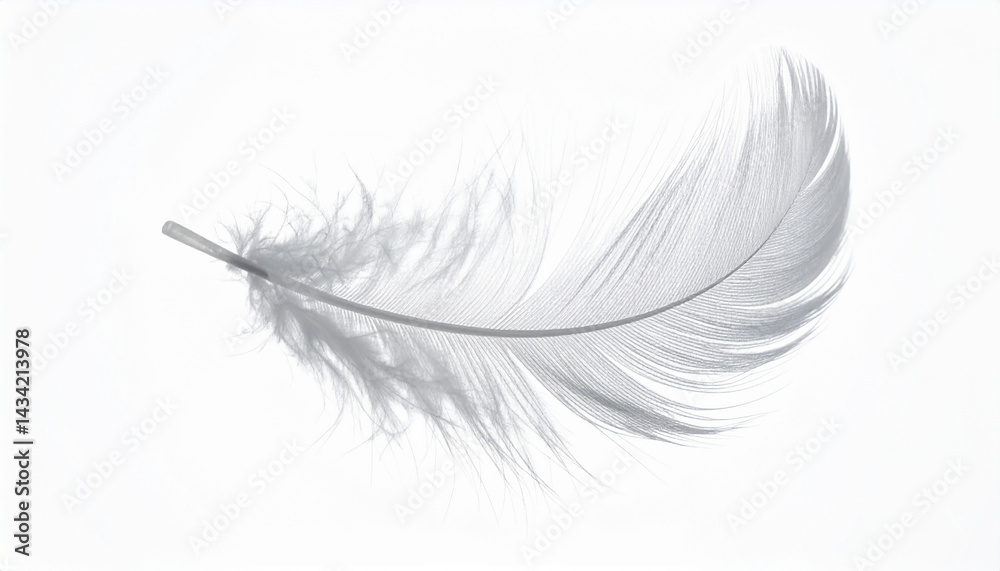 Obraz premium Soft feather floating isolated on white background.