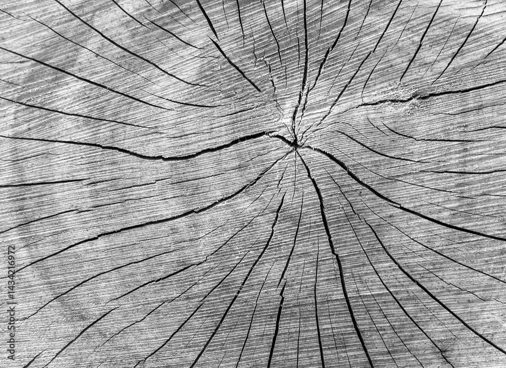 Beautiful wooden fracture old beech log in black and white