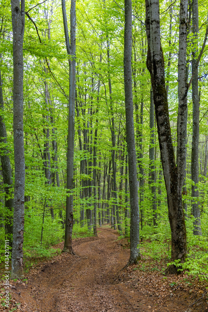 A dirt road through a green deciduous forest in spring