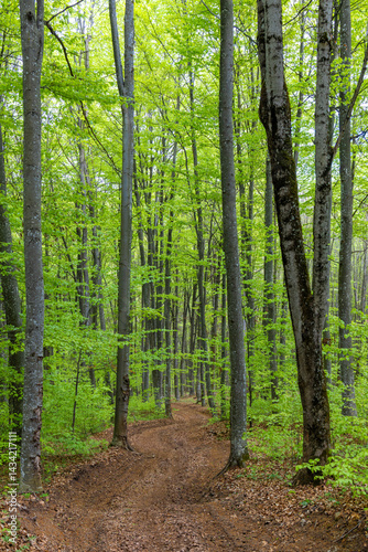 A dirt road through a green deciduous forest in spring