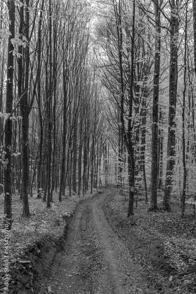 Landscape with a dirt road in a deciduous forest in black and white