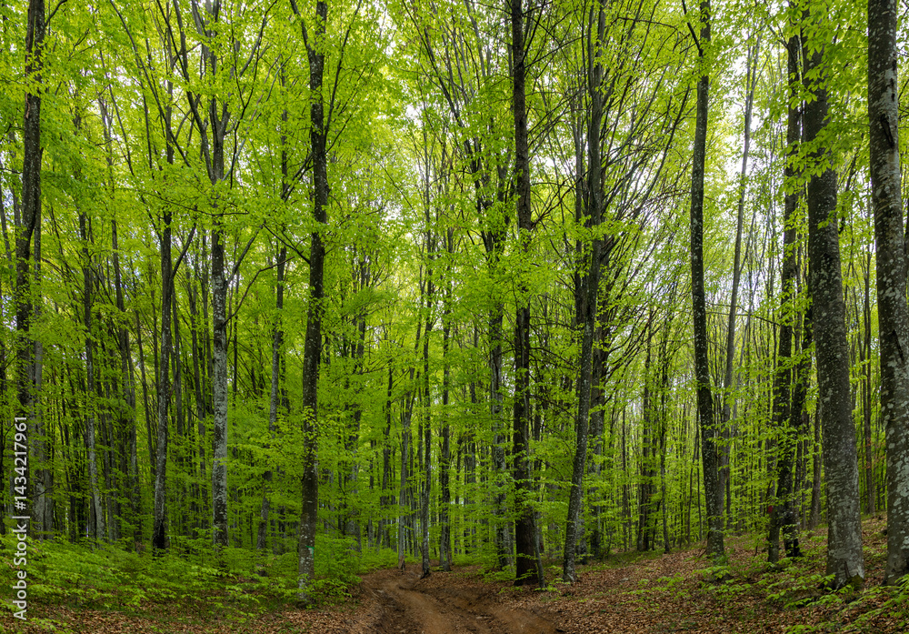 Landscape with a dirt road in a green deciduous forest