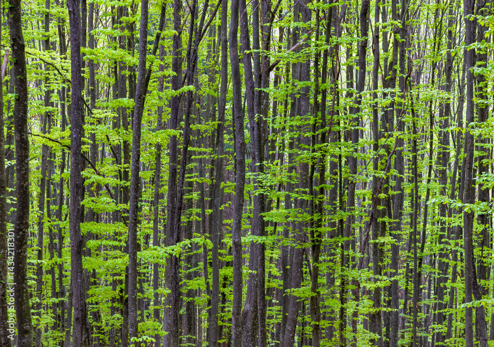 Young green beech tree trunks in the spring forest. Thin deciduous trees in the wood