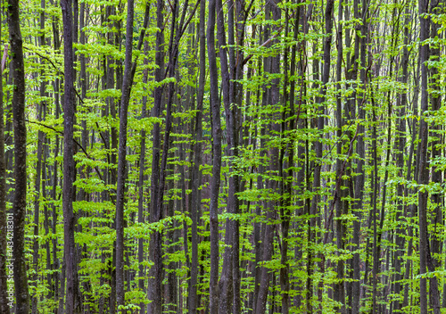 Obraz na płótnie Young green beech tree trunks in the spring forest. Thin deciduous trees in the wood w salonie