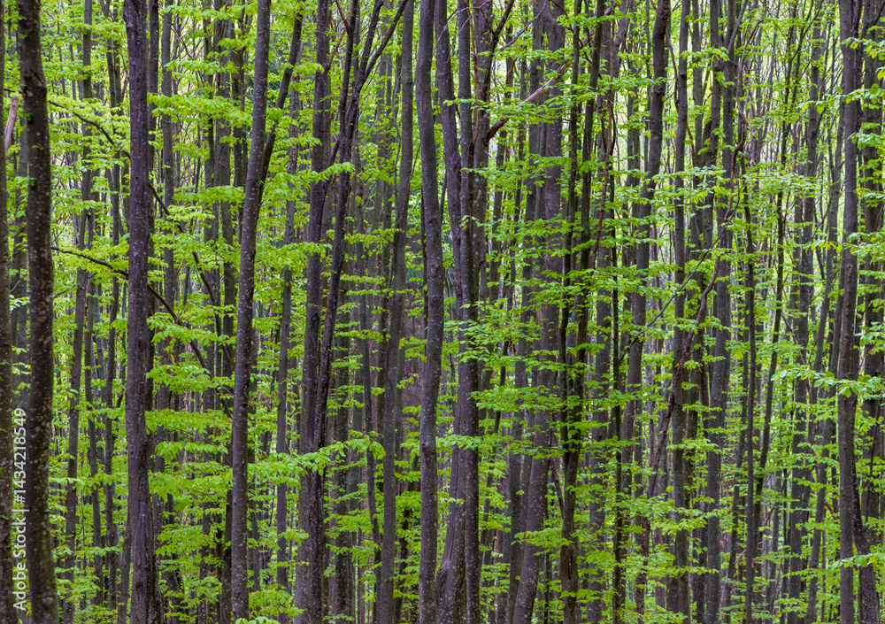 Many trunks of young trees in a deciduous forest. Dense trunks of trees in a green forest