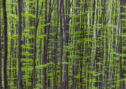 Obraz na płótnie Many trunks of young trees in a deciduous forest. Dense trunks of trees in a green forest w salonie
