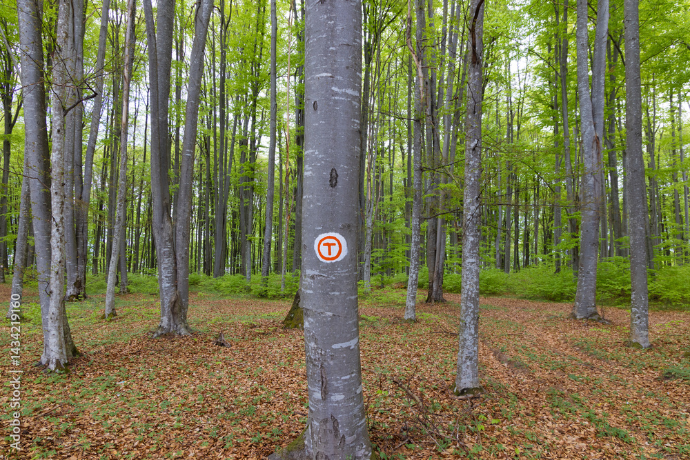 A Via Transilvanica tourist route through a forest in Transylvania - Romania