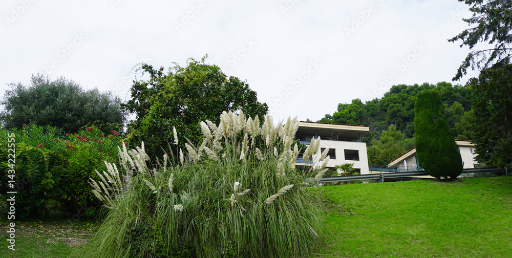 Fountain grass Hameln - Latin name - Cenchrus alopecuroides Hameln or Pennisetum alopecuroides Hameln
