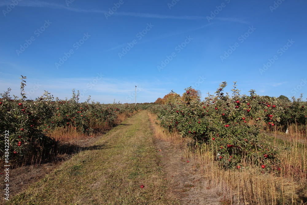 Fototapeta premium apple orchard fall ripe harvest trees fruit red green leaves 