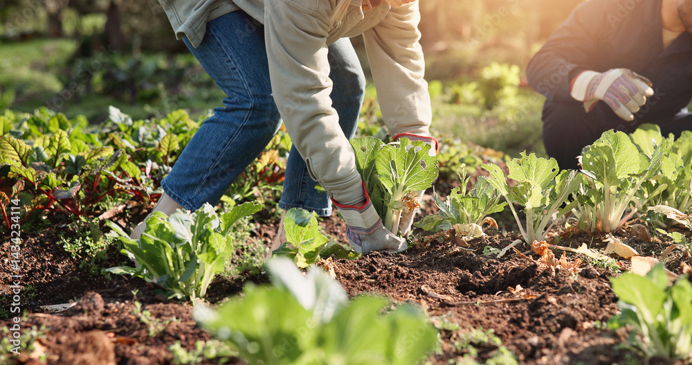Fototapeta premium Hands, person and plants for farming outdoor with vegetables harvest, agriculture and sustainability. People, help and crops growth, nutrition production and healthy food for small business in nature