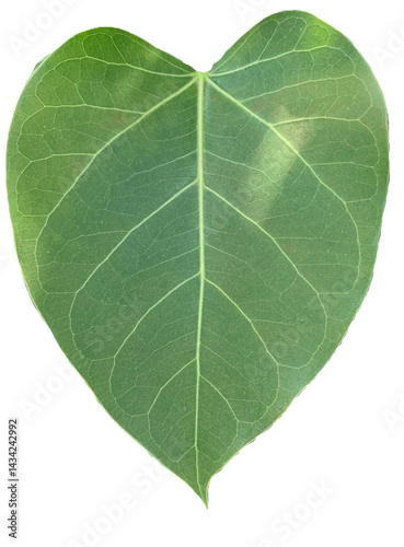 isolated Bodhi leaves, green heart shape leaves