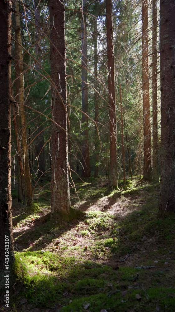 Sunlit pine forest in spring. Sunlit pine forest in spring.