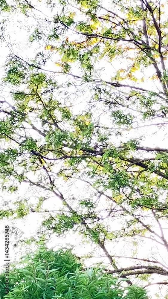 green leaves in the forest