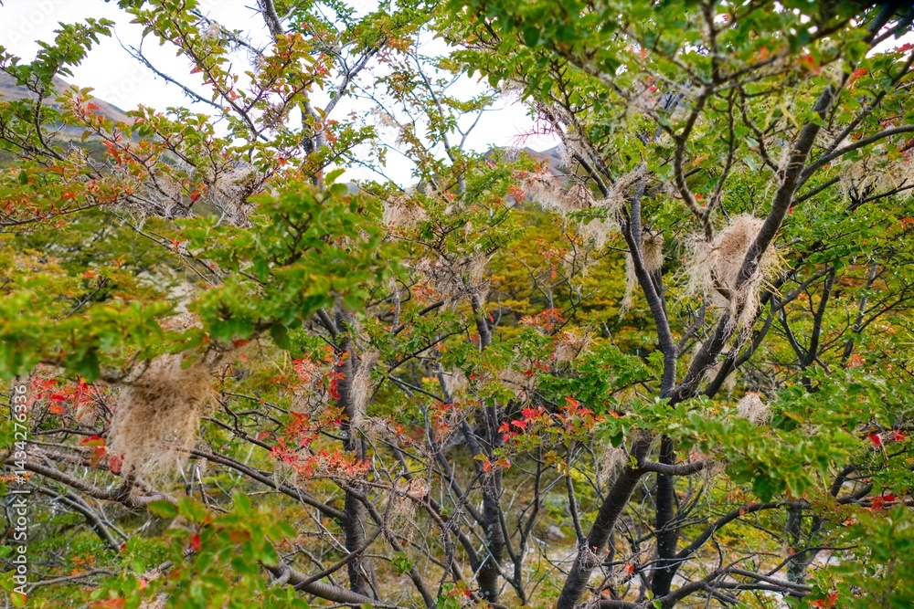 Fototapeta premium beautiful amazing patagonia nature in south america