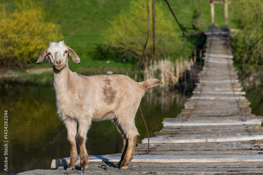 Beautiful rural landscape from the Republic of Moldova. Village life in spring.