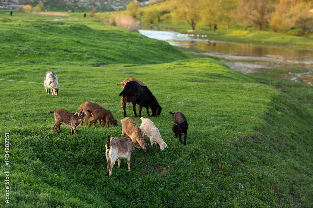 Beautiful rural landscape from the Republic of Moldova. Village life in spring.