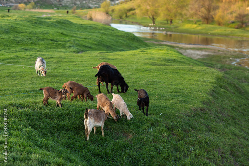 Beautiful rural landscape from the Republic of Moldova. Village life in spring.