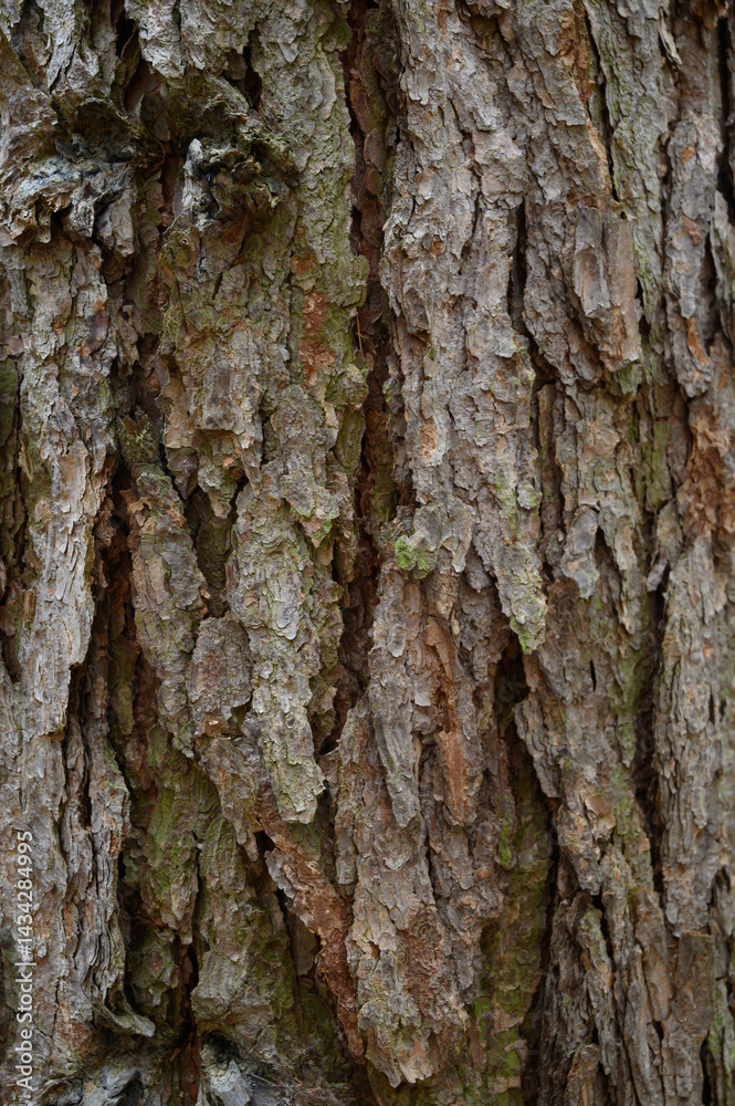 Close-up vertical image of pine bark structure with deep natural cracks and rugged texture. Great for nature templates, packaging, environmental education, and rustic backgrounds. Close-up vertical image of pine bark structure with deep natural cracks and rugged texture. Great for nature templates, packaging, environmental education, and rustic backgrounds.