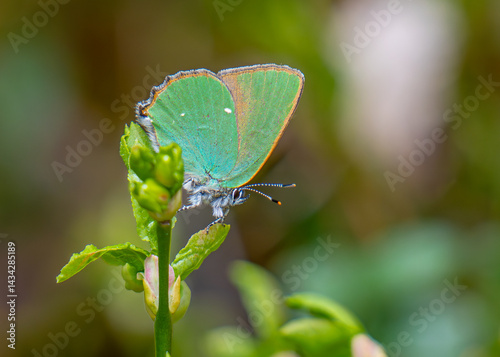 butterfly on green leaf