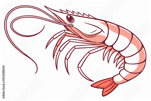 vector illustration of shrimp