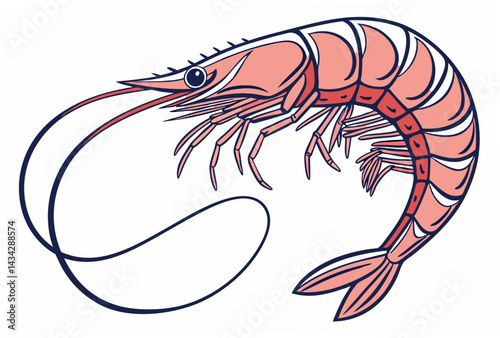 shrimp on a white background