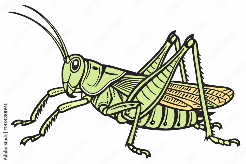 Fototapeta premium grasshopper isolated on white background
