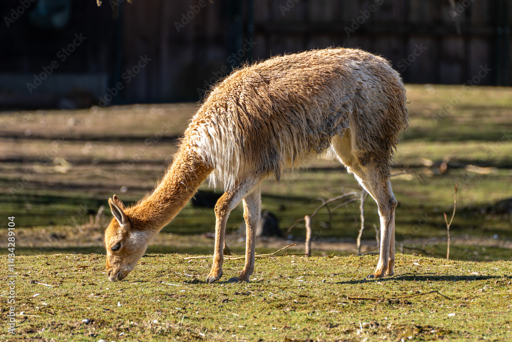 Vicunas, Vicugna Vicugna, relatives of the llama in a German park