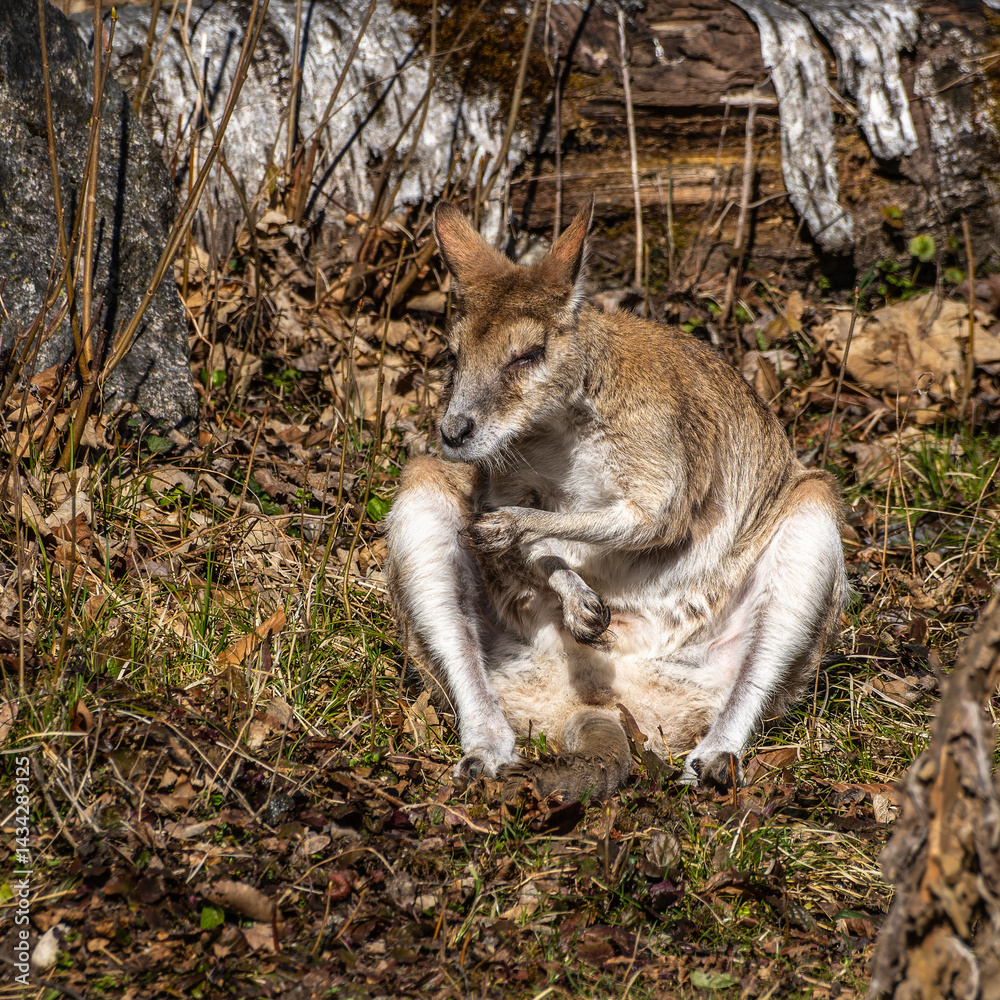 The agile wallaby, Macropus agilis also known as the sandy wallaby