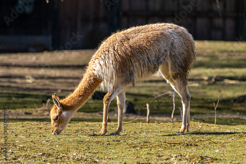 Vicunas, Vicugna Vicugna, relatives of the llama in a German park