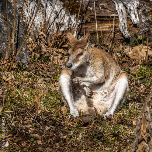 Obraz na płótnie The agile wallaby, Macropus agilis also known as the sandy wallaby w salonie