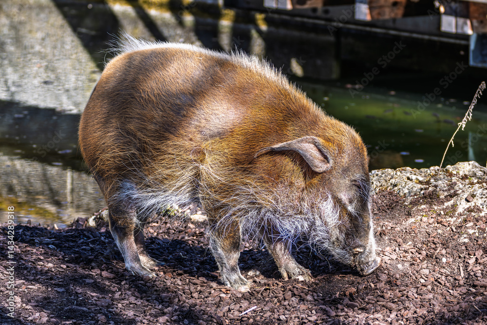 Red river hog, Potamochoerus porcus, also known as the bush pig.