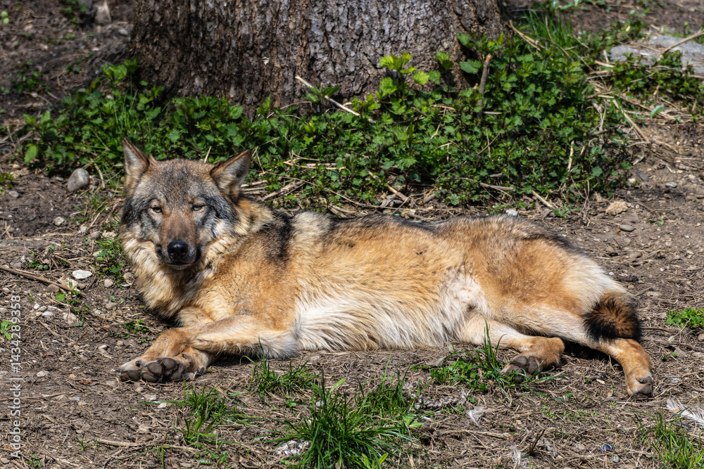 European Grey Wolf, Canis lupus in a german park