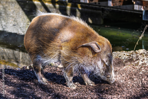 Obraz na płótnie Red river hog, Potamochoerus porcus, also known as the bush pig. w salonie