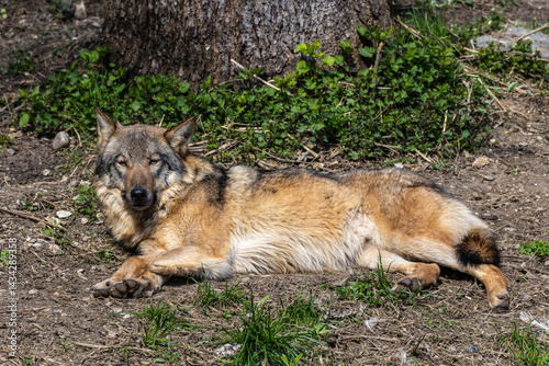 Obraz na płótnie European Grey Wolf, Canis lupus in a german park w salonie
