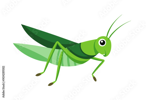 green grasshopper isolated on white background