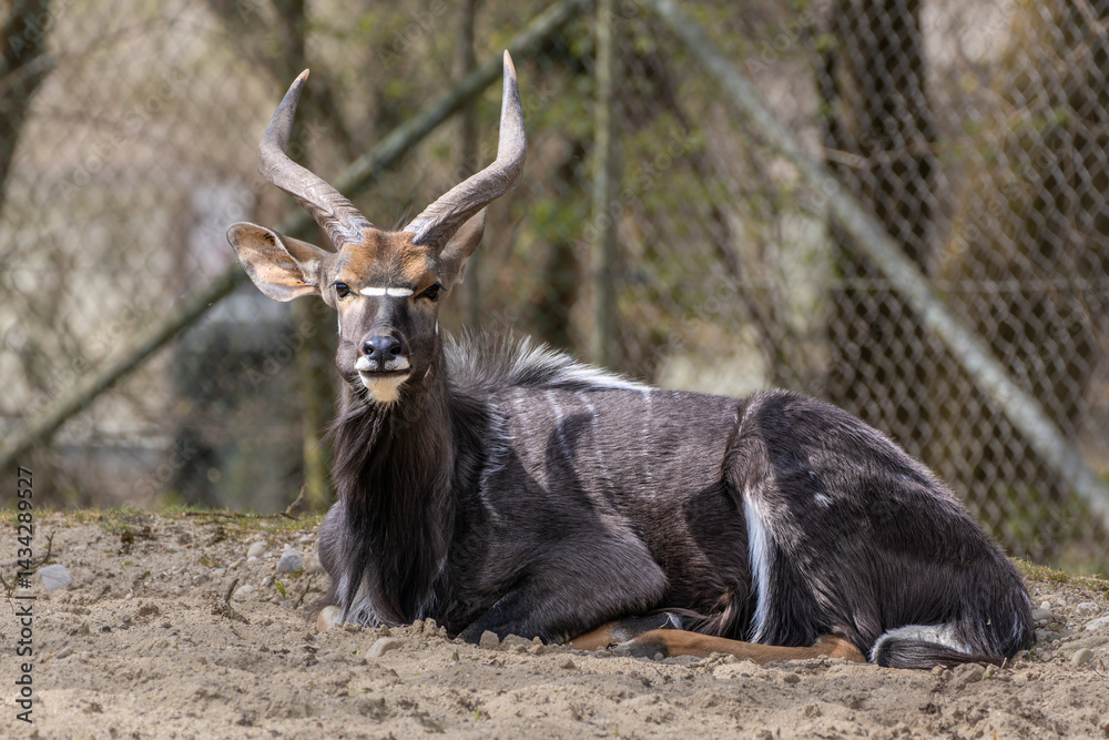 Nyala Antelope - Tragelaphus angasii. Wild life animal.