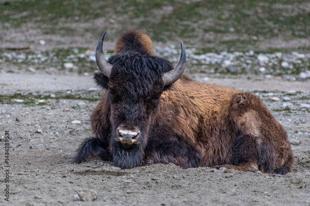 American buffalo known as bison, Bos bison in a german park