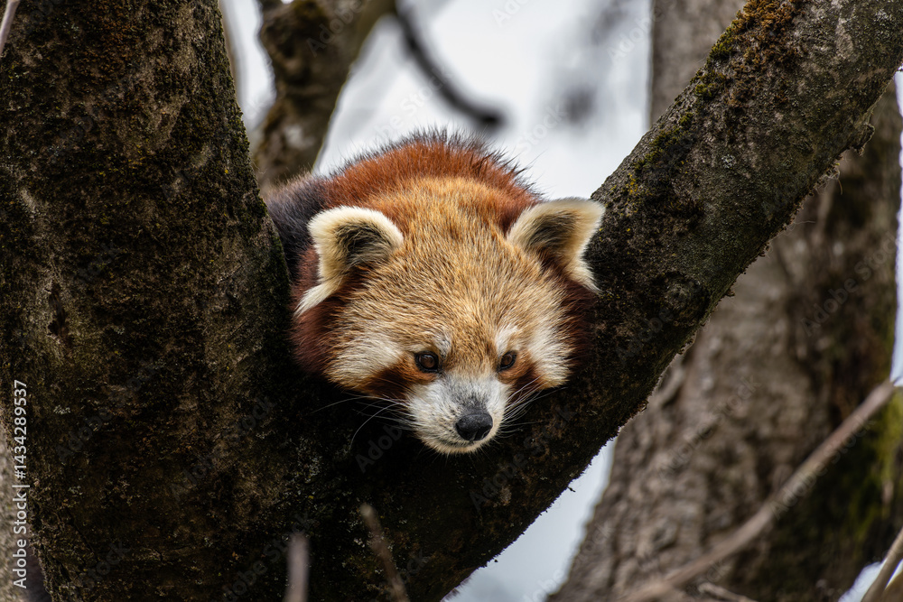 The red panda, Ailurus fulgens, also called the lesser panda.