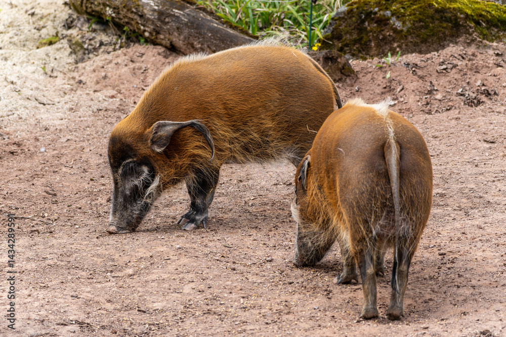 Red river hog, Potamochoerus porcus, also known as the bush pig.